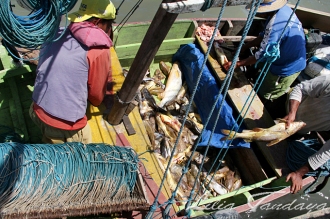 Pescadores separam o peixe pescado com espinhel e entregam ao barco do mareteiro na ilha de Arrombado. Curuça - Pará - Brasil ©Foto: Lilia Tandaya